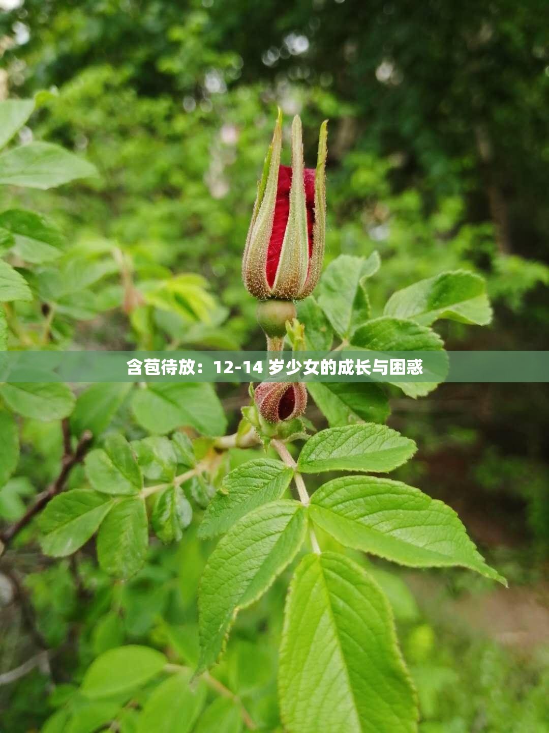含苞待放：12-14 岁少女的成长与困惑